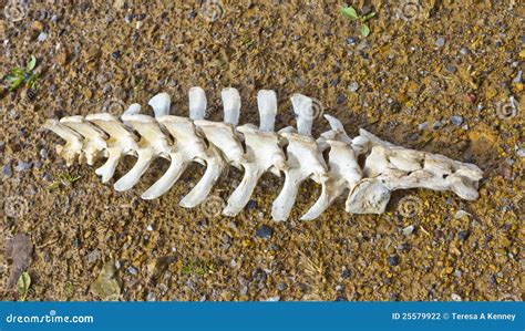 Spine Vertebrae stock photo. Image of ground, lying, bleached - 25579922