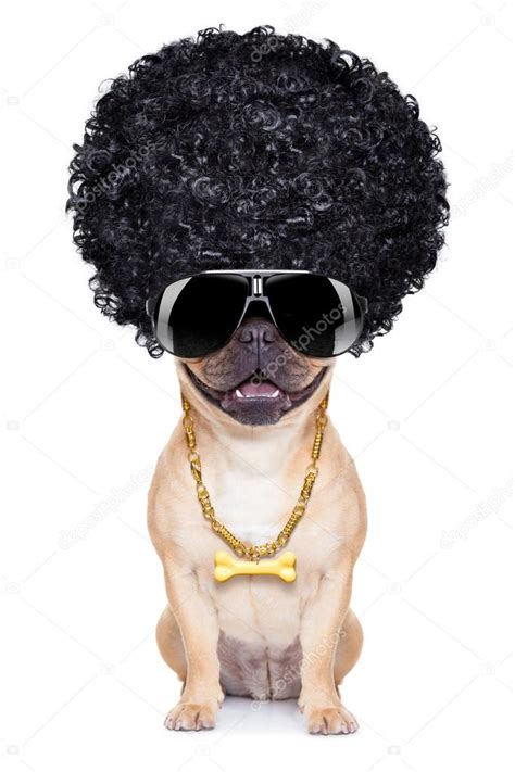 Pictures: gangster dogs | Gangster dog — Stock Photo © damedeeso #61445071