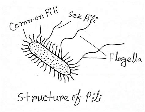 Structure and Function of a Typical Bacterial Cell with Diagram