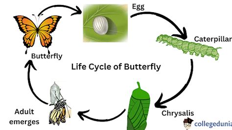 Metamorphosis Butterfly Cycle