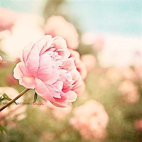 Pink Peony Wall Art, Flower Photography, Pink Peonies, Girl Nursery Wall Art, Peony Home Decor ...