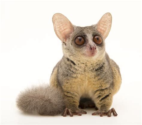 National Geographic on Instagram: “photo by @joelsartore | Check out this Northern lesser galago ...