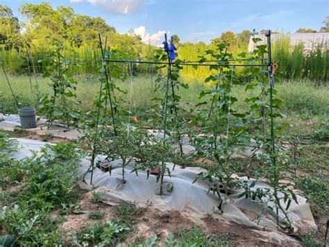 Celebrating Our Student Community Garden! | University of Georgia ...