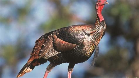 What Should You Do If You're Attacked By A Wild Turkey?