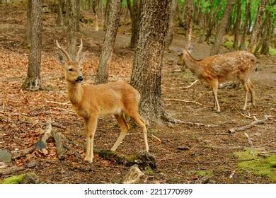 Roe Deer Sika Deer Natural Habitat Stock Photo 2211770989 | Shutterstock