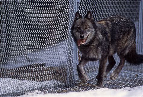 1995 Reintroduction of Wolves in Yellowstone