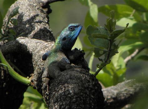 Kakamega Forest National Reserve - Biodiversity