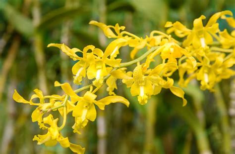 Yellow orchids on green stock photo. Image of white, petal - 80148738