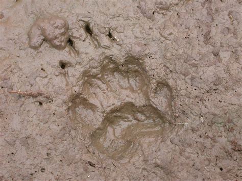 Identify tracks | Lincolnshire Wildlife Trust