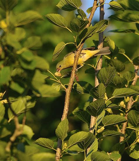 Houston Audubon Society's Smith Oaks Bird Sanctuary-High Island - Norm's f-Stop