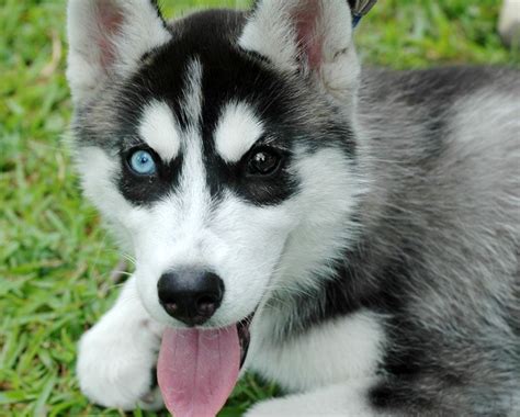 Cute Facts About Siberian Husky Puppies - l2sanpiero