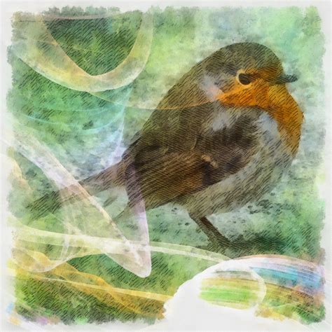 Robin Digital Painting Free Stock Photo - Public Domain Pictures