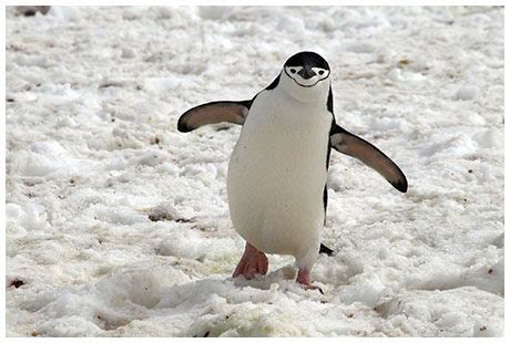 Chinstrap Penguin Facts | Follow Me for the Interesting Chinstrap Facts