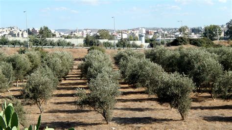 Israeli settlers burn Palestinian olive crops in West Bank