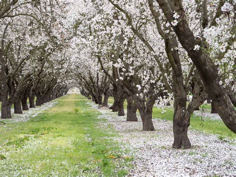 How to Experience California's Blooming Almond Orchards