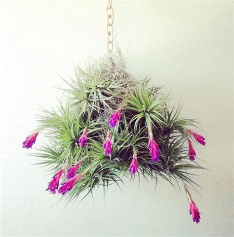 51 Most Amazing Air Plant Display Ideas | Balcony Garden Web