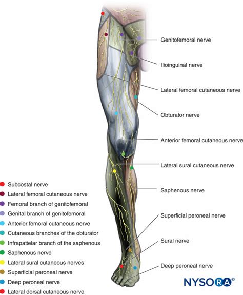 Lateral Femoral Cutaneous Nerve Dermatome