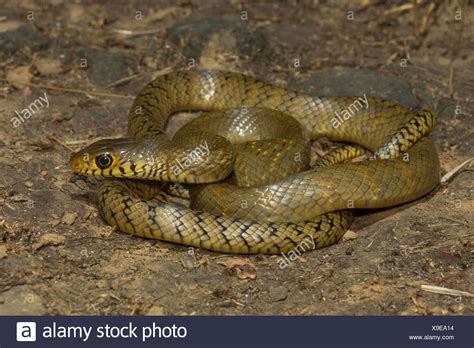 Indian Rat Snake High Resolution Stock Photography and Images - Alamy