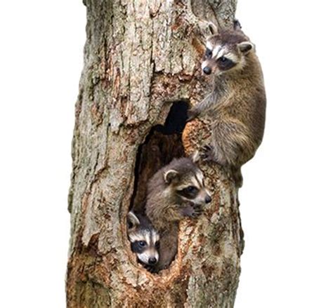 Facts about Raccoons | Raccoon Facts | Havahart®