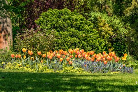 Free picture: flower, grass, field, flora, summer, garden, nature, leaf