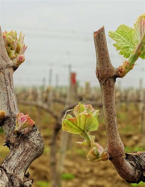 Wine Tasting – Route Of Roman Vineyards @ Zadar Tours And Excursions