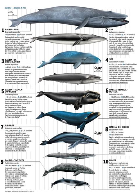 Whales, - infographic. [Source, whale and dolphin conservation society]. | Infographics ...