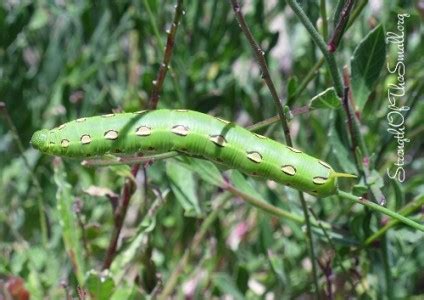 Hummingbird Moth Life Cycle – Strength Of The Small