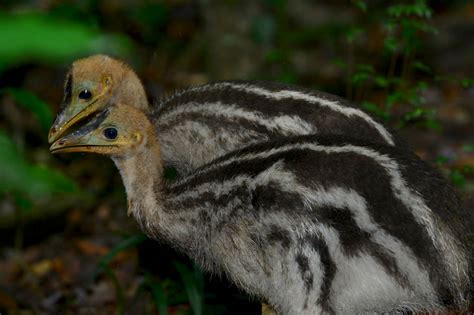 Cassowary chicks - Travel Photography