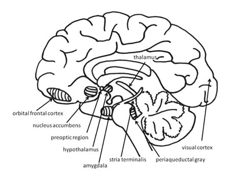 Affective Neuroscience | Noba