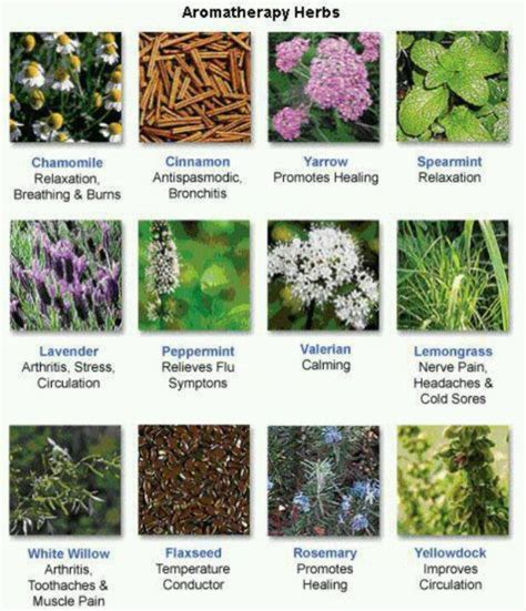 Aromatherapy | Aromatherapy herbs, Healing herbs, Healing plants