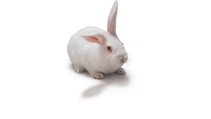 New Zealand White Rabbit | Charles River Laboratories.