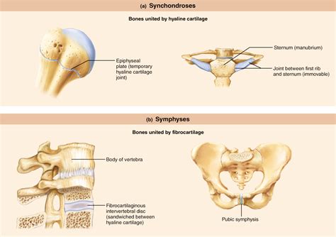 Cartilaginous Joints | Joints anatomy, Hyaline cartilage ...