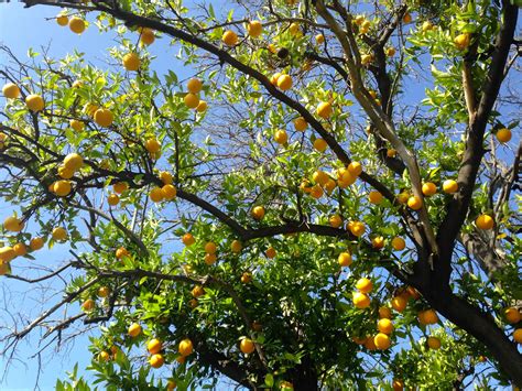 Tree Care: Pruning Citrus Trees - Food Forward