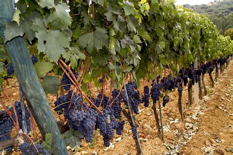 Chianti Grapes Photograph by Christopher Brown - Fine Art America