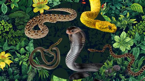 Zodiac Signs as Snakes—Which Slithering Species Are You?