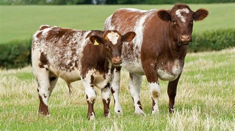 Shorthorn Cattle | Durable Diversity - YouTube