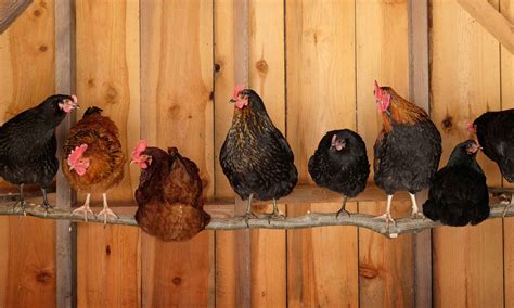 Raising Chickens for Beginners - Hummingbird Acres