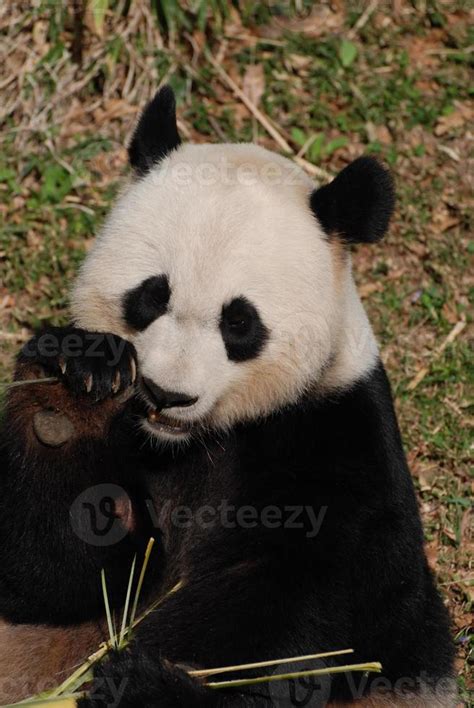 Panda Bear Eating Some shoots of Bamboo 11899222 Stock Photo at Vecteezy