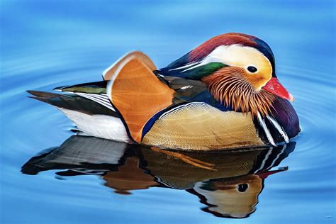 The beautiful Mandarin Duck : r/wildlifephotography