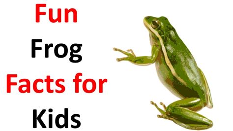 Fun Frog Facts for Kids - YouTube