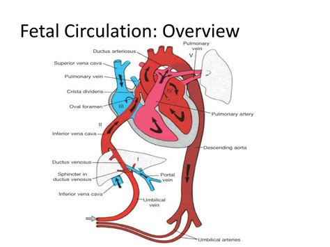 PPT - Fetal Circulation PowerPoint Presentation, free download - ID:521636