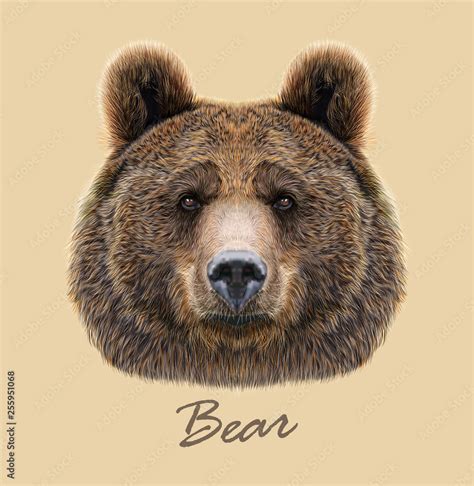 Bear wild animal face. Grizzly cute brown bear head portrait. Realistic ...