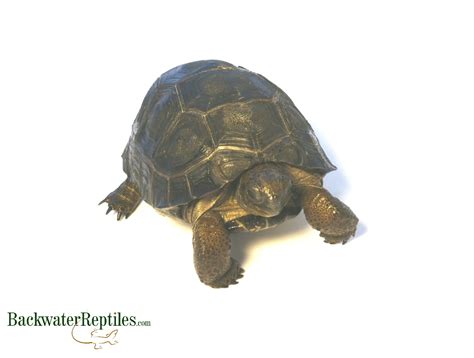 young-aldabra-tortoise - Backwater Reptiles Blog