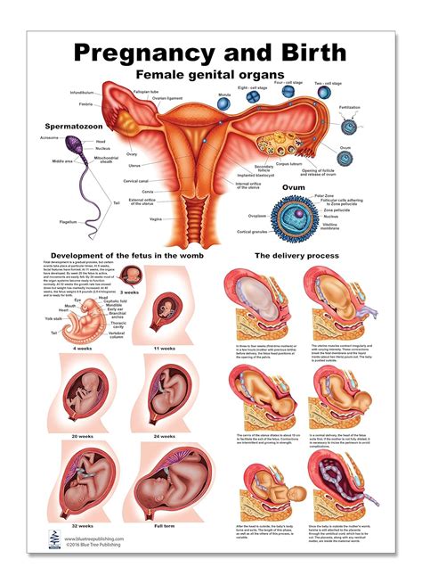 Pregnancy and Birth Poster 12 x 17: Science Lab Anatomy Classroom Supplies: Amazon.com ...