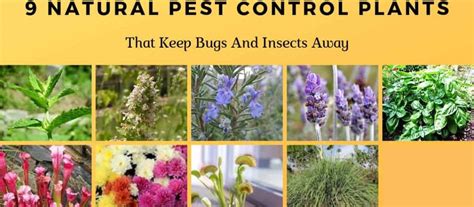 9 Natural Pest Control Plants (Keep Bugs & Insects Away)