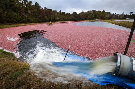 Photos: One Of The Last Cranberry Harvests At Pinnacle Bog In Plymouth | Earthwhile