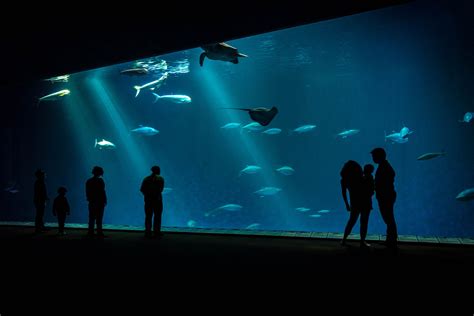 Visitors | Image gallery | Monterey Bay Aquarium