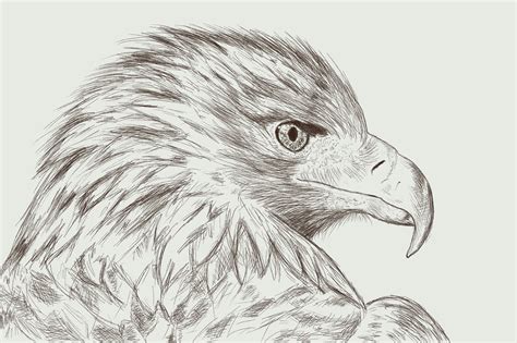 Portrait Pencil Sketch of an Eagle by Džoko Stach