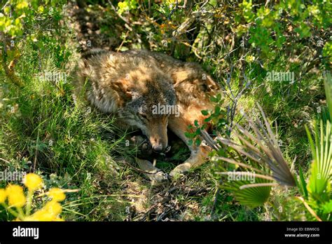 Iberic Wolf, Iberian Wolf (Canis lupus signatus), with 14 days old pups ...