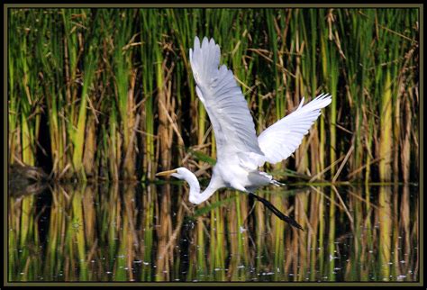 Marshland Birds (10 pics): Pentax SLR Talk Forum: Digital Photography Review